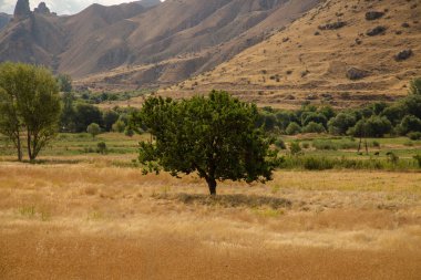 Dağların eteğindeki tarlada bir ağaç