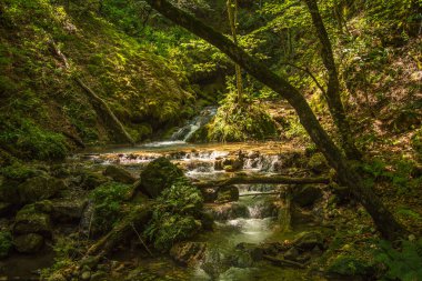 Dağ ormanında büyülü bir şelale