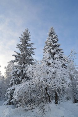 Kış ormanı. Karda ağaçlar ve güneşli gökyüzü.