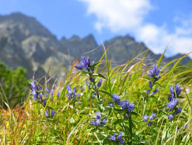 Mavi gentians dağ çayır. 
