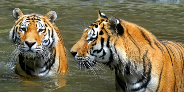 Tigres siberianos en el agua — Foto de Stock