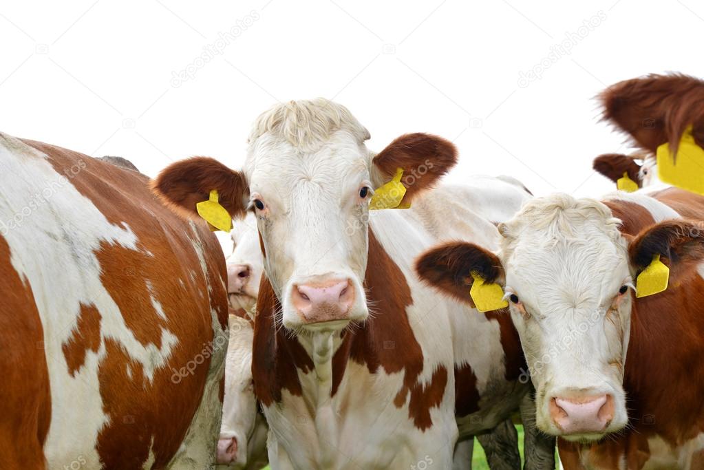 Herd of cow