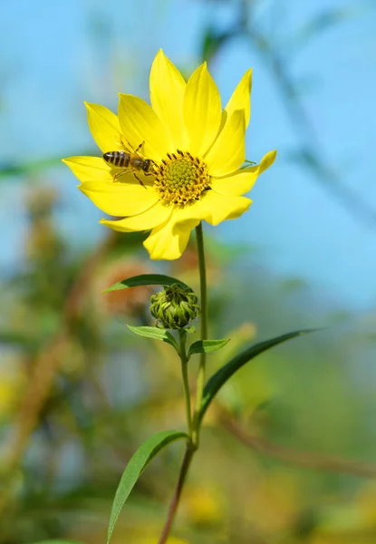 Όμορφο κίτρινο λουλούδι με μέλισσα — Φωτογραφία Αρχείου