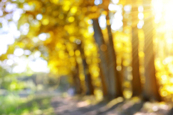 Bokeh in the Autumn forest. — Stock Photo, Image