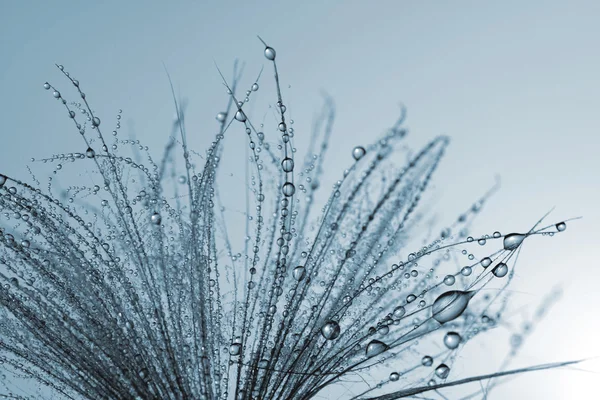 Dew drop on thistle seed — Stock Photo, Image