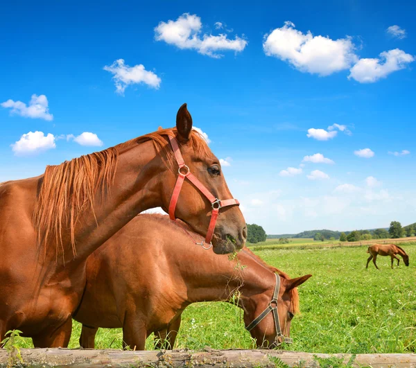 Paard in het weiland. — Stockfoto