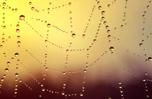 Teia de aranha com gotas de orvalho — Fotografia de Stock
