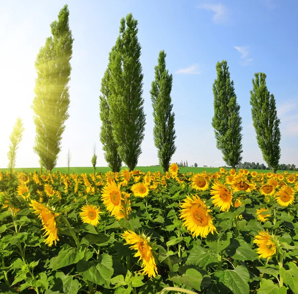 Blommande solros fält med popplar — Stockfoto