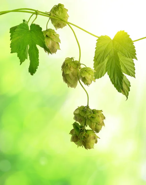 Detail van de hopbellen (Humulus Lupulus) — Stockfoto