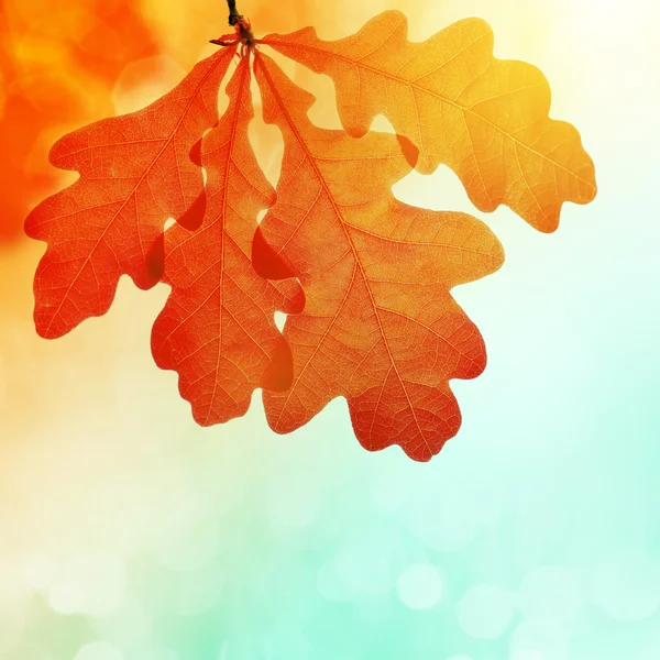 Autumn leaves of oak tree — Stock Photo, Image