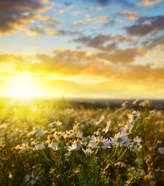 Området marguerites — Stockfoto