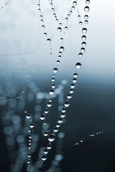 Spinnenweb met dauwdruppels — Stockfoto