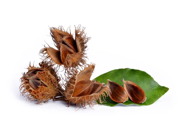 European beechnuts (Fagus sylvatica) — Stock Photo, Image