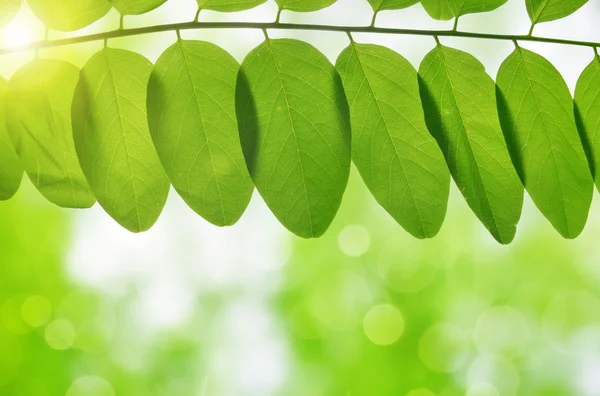 Hojas verdes frescas de primavera — Foto de Stock