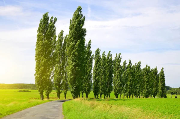 Paisaje de verano con álamos — Foto de Stock