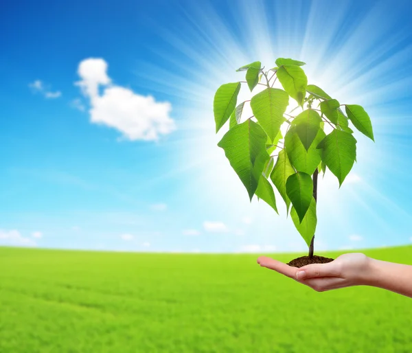 Kleiner Baum, der in Frauenhand wächst. — Stockfoto