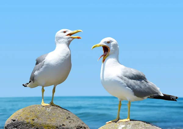 两个站在石头上的海鸥. — 图库照片