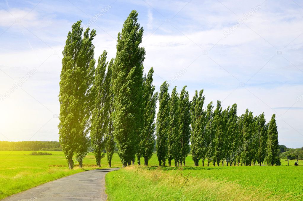 Summer landscape with poplars