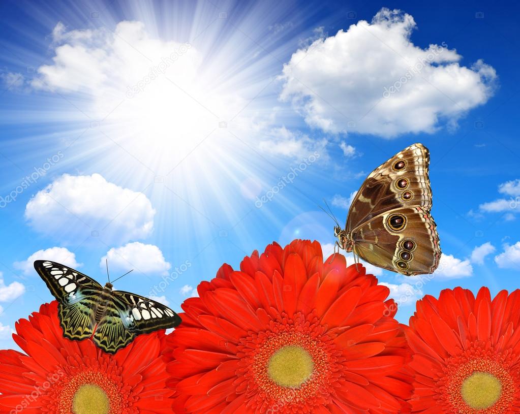 Flores vermelhas de gerbera com borboletas — Fotografia de stock © vencav  #126460676, image size:1023x815