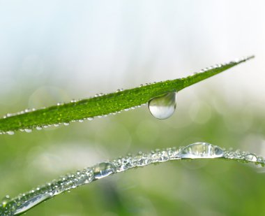 Taze yeşil çimen çiy ile portre damla.