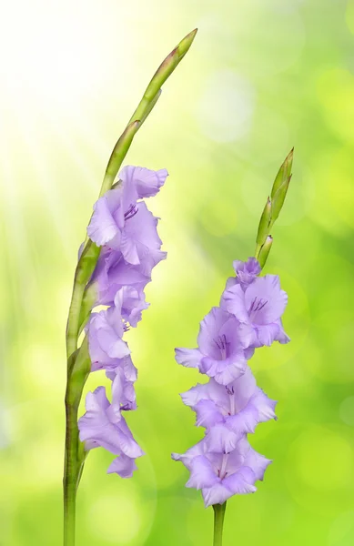 Flor de gladiolo púrpura — Foto de Stock