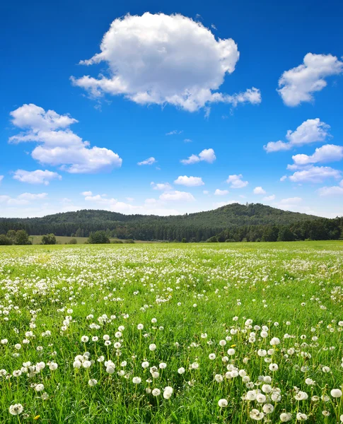 草地上盛开的蒲公英 — 图库照片