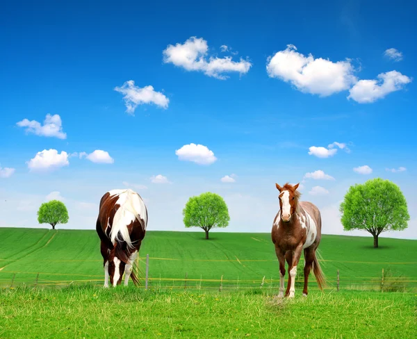 Cavalos no prado. — Fotografia de Stock