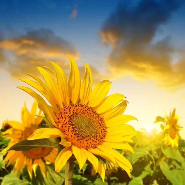 Beautiful sunflower on the field — Stock Photo, Image