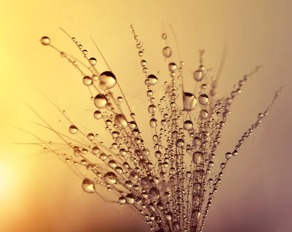 Dew drop on thistle seed — Stock Photo, Image