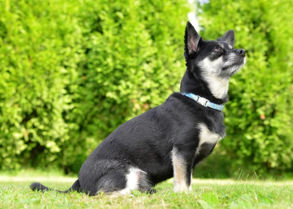 Perro de raza pequeña Chihuahua — Foto de Stock