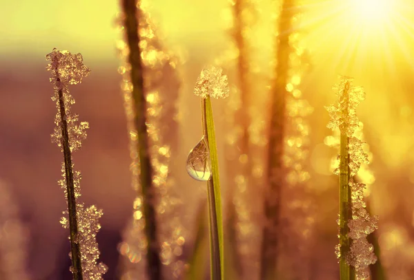 Frozen grass at sunrise close up. — Stock Photo, Image