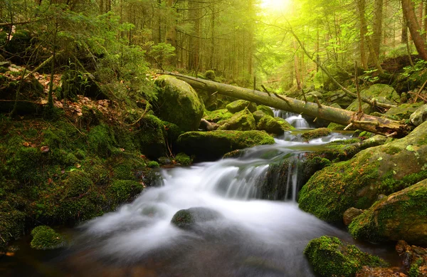 Mountain creek v národním parku Šumava — Stock fotografie