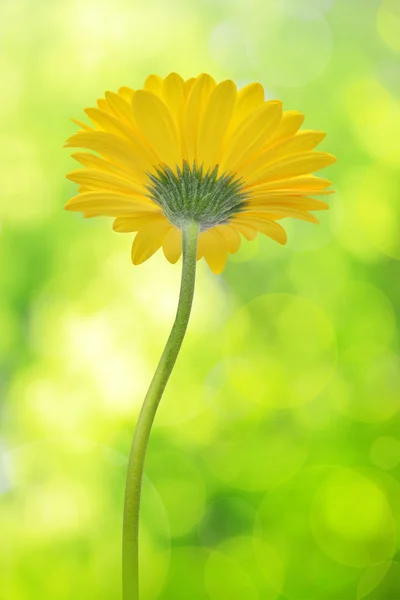 Flor de gerbera amarela — Fotografia de Stock