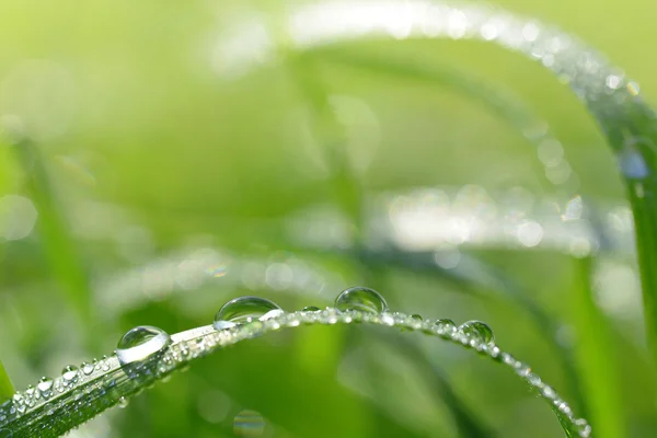 Fresh green grass with dew drops — Stock Photo, Image