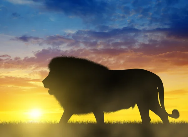 Silhouette of a Lion — Stock Photo, Image