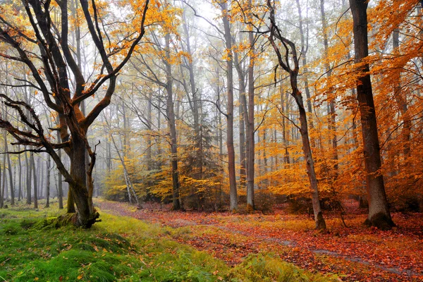 Forêt d'automne colorée — Photo