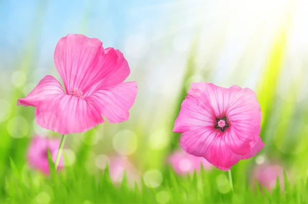 초원의 분홍빛 꽃들. — 스톡 사진