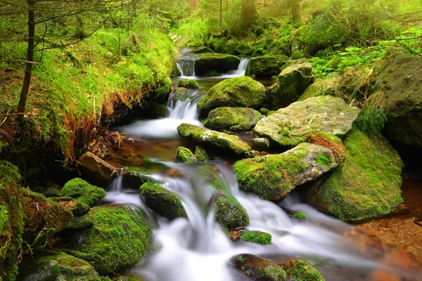 Berg creek in het nationaal park Sumava — Stockfoto