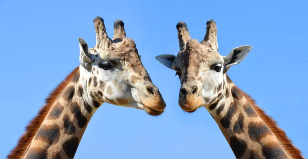 Head of giraffes — Stock Photo, Image