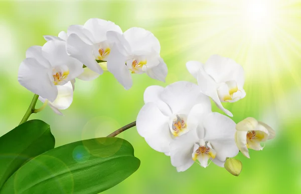 Weiße Orchidee aus nächster Nähe — Stockfoto