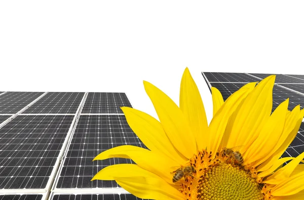 Blooming sunflower in the background solar panels. — Stock Photo, Image