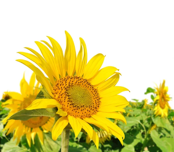 Олія соняшникова поле ізольовані — стокове фото