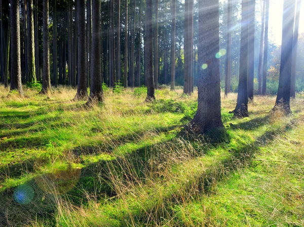 Alba nella foresta di conifere — Foto Stock