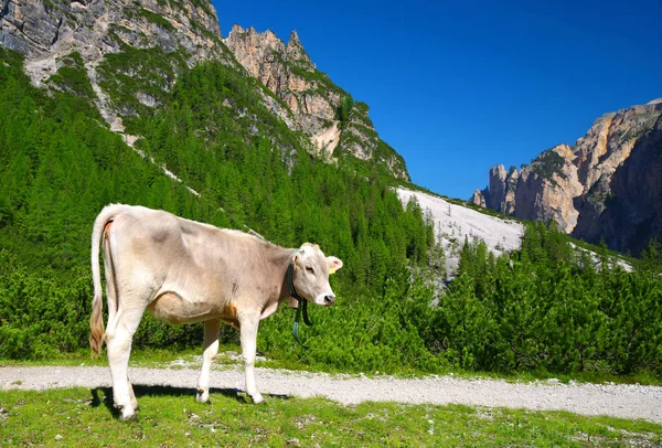 Krávy na horské louce v přírodního parku Fanes — Stock fotografie
