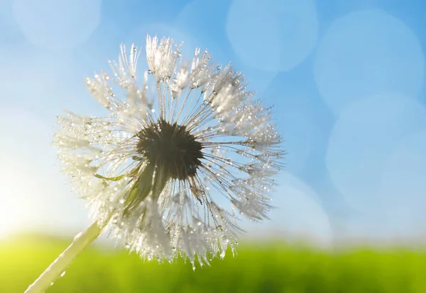 タンポポの花の露の滴 — ストック写真