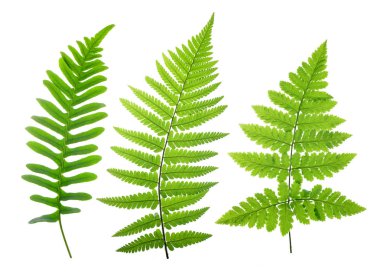 Set of green fern leaves clipart