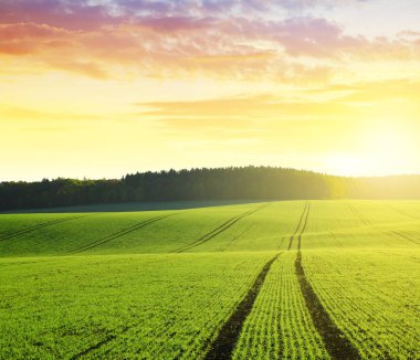 Green wheat field at sunrise clipart