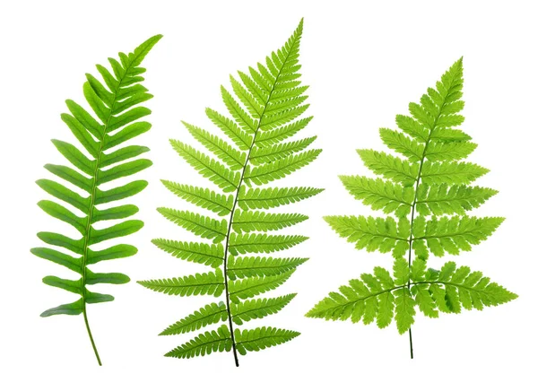 Set of green fern leaves — Stock Photo, Image