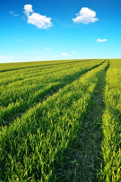 Grönt fält med blå himmel. — Stockfoto