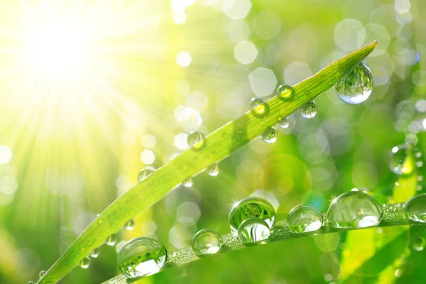 Fresh green grass with dew drops closeup. Stock Image